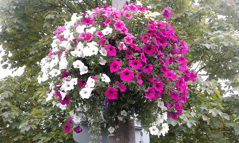 big local thurnscoe hanging baskets